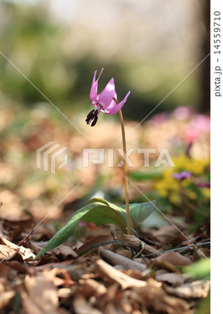 妖精カタクリの花 妖精カタクリの花 14559710