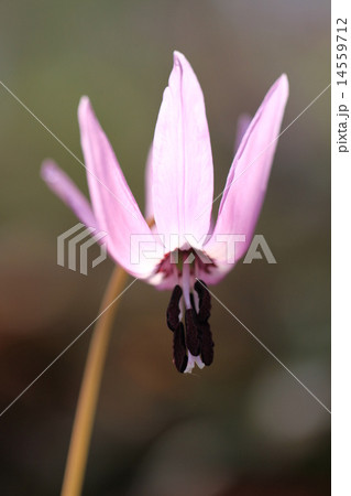 妖精カタクリの花 妖精カタクリの花 14559712