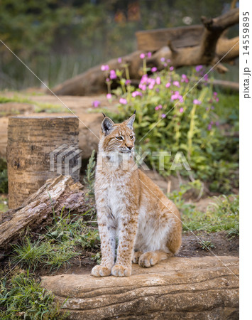 Elegant lynx Elegant lynx 14559895
