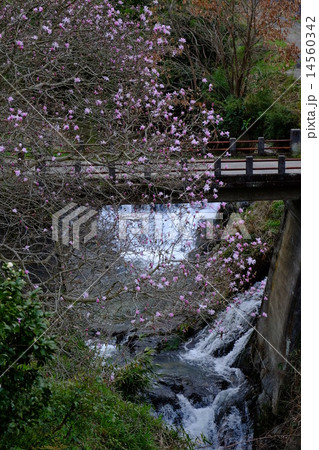 飛鳥川とコブシの花 14560342