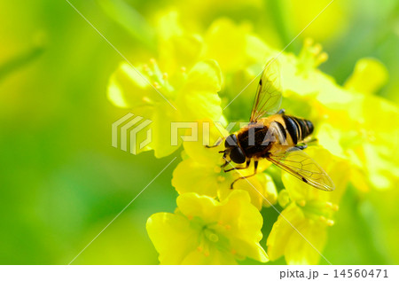ハナアブ 14560471