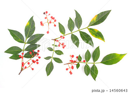 Szechuan pepper (Zanthoxylum piperitum) Szechuan pepper (Zanthoxylum piperitum) 14560643