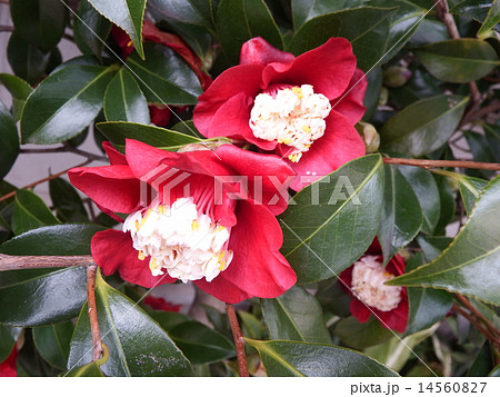 濃い赤の一重咲きに花芯が特長的なツバキ、ムラゲ。 濃い赤の一重咲きに花芯が特長的なツバキ、ムラゲ。 14560827