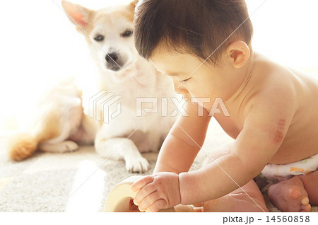 子供を見守る犬 14560858