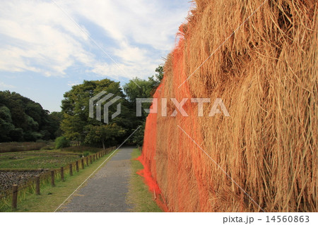 都立神代植物公園分園の稲木干し 都立神代植物公園分園の稲木干し 14560863