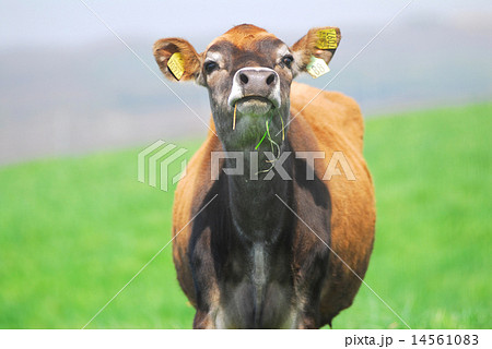 蒜山高原のジャージー牛 14561083