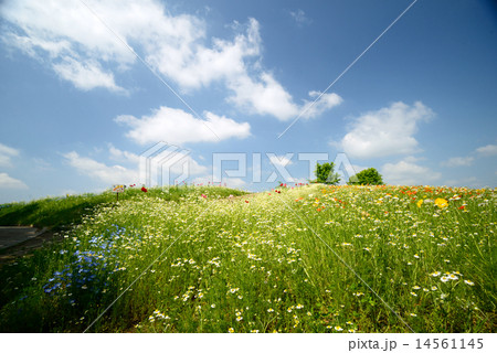 万博記念公園のネモフィラとカモミール 万博記念公園のネモフィラとカモミール 14561145