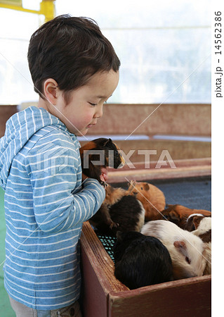 テンジクネズミを抱っこする子供 14562386