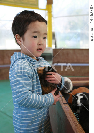 テンジクネズミを抱っこする子供 14562387