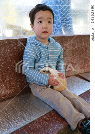 テンジクネズミを抱っこする子供 14562390