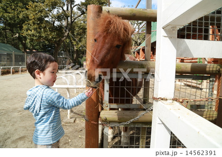馬にエサをあげる子供 14562391