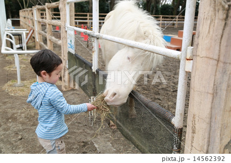 馬にエサをあげる子供 14562392