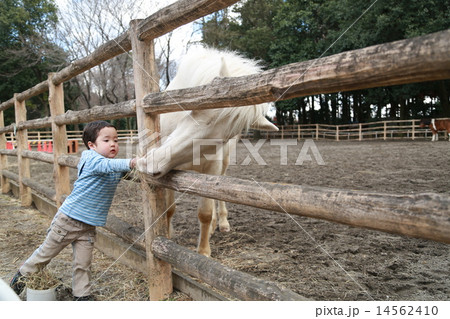 馬にエサをあげる子供 14562410