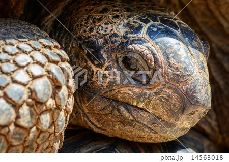 giant turtles giant turtles 14563018