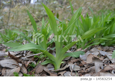 ヤブカンゾウ ヤブカンゾウ 14563254