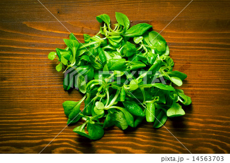 corn salad, lamb's lettuce 14563703