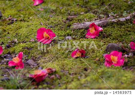 苔庭に椿の落花の写真素材