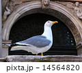 Seagull 14564820
