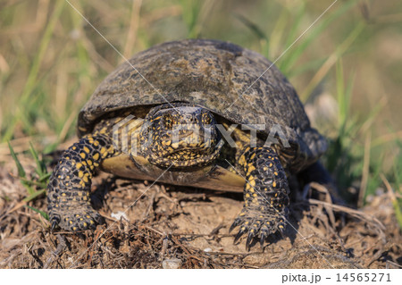 European bog turtle (emys orbicularis) European bog turtle (emys orbicularis) 14565271