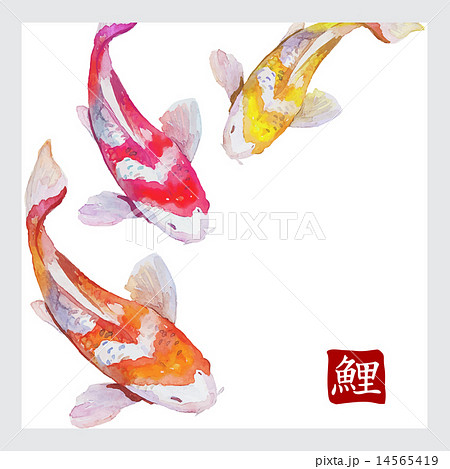 Japanese watercolor carps koi swimming. Calligraphic simbol. 14565419