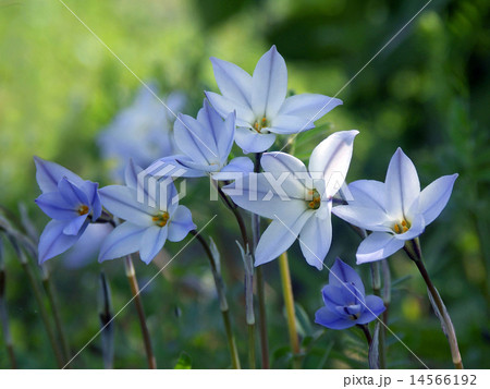 さわやかな彩りのハナニラ 14566192