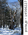 冬の奥日光 14566227