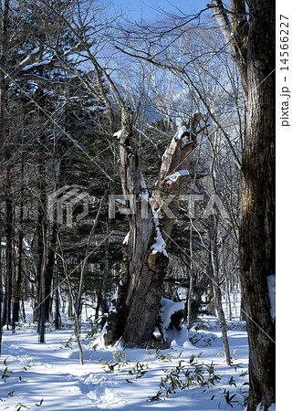 冬の奥日光 14566227