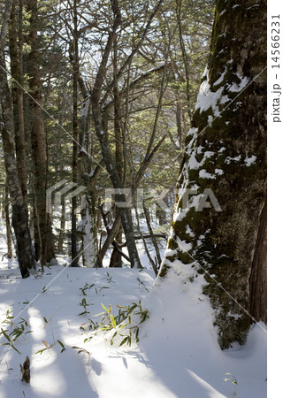 冬の奥日光 14566231