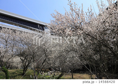 高尾梅郷と八王子JCT 14566420