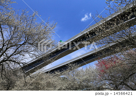 高尾梅郷と八王子JCT 14566421