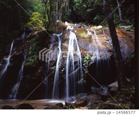 金引の滝（かなびきのたき）「日本の滝百選」/落差40m/左側は男滝、右側は女滝 14566577