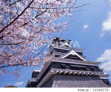 熊本城 別名 銀杏城 の桜風景 日本三名城 国指定特別史跡 日本さくら名所百選 平成百の写真素材