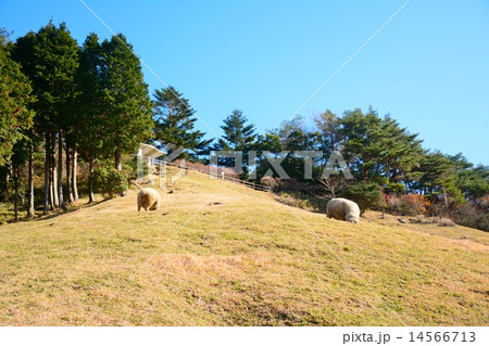 六甲山牧場の遠景 14566713