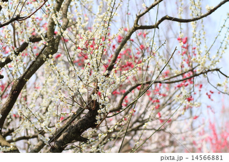 梅の花 梅の花 14566881