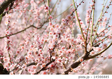 梅の花 梅の花 14566885