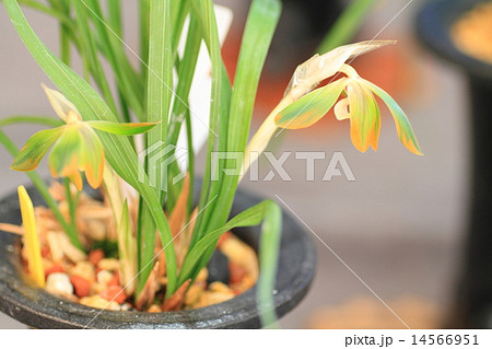 春蘭の花 14566951