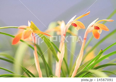 春蘭の花 14567091