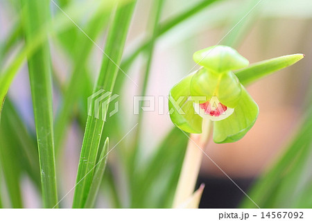 春蘭の花 14567092