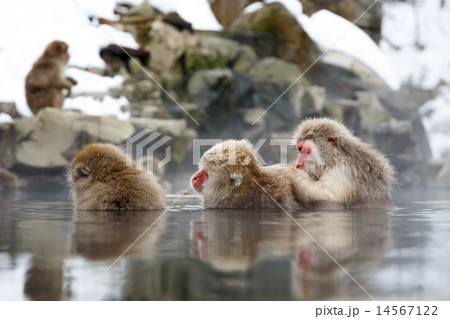冬の露天温泉につかる猿の家族 冬の露天温泉につかる猿の家族 14567122