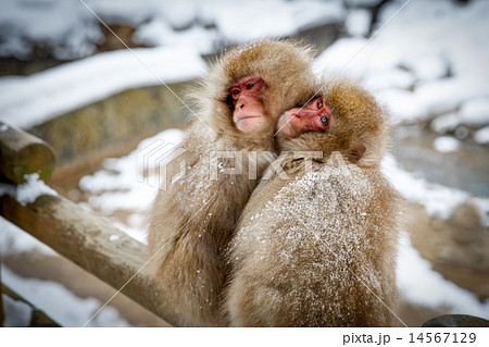 冬の寒さを寄り添い乗り切る猿の写真素材