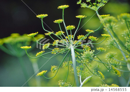 さわやかな初夏のフェンネル 14568555