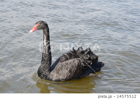 コクチョウ(黒鳥)（千波公園／茨城県水戸市千波町） 14575512
