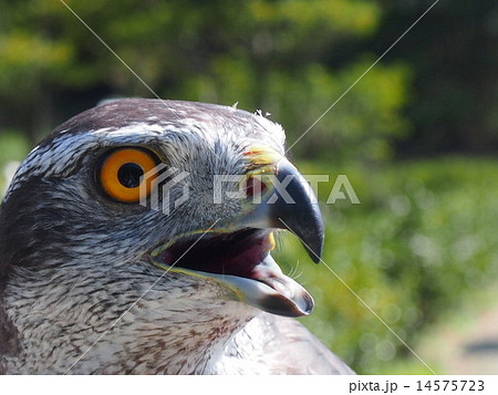 鷹の目の写真素材