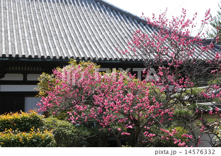 法華寺の紅梅 14576332