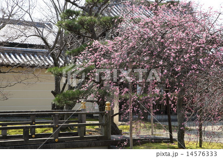 法華寺の枝垂れ梅 14576333