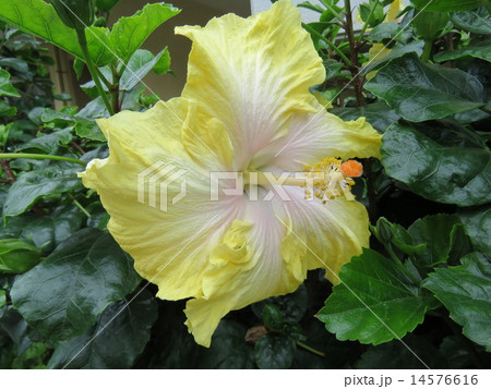 花 14576616