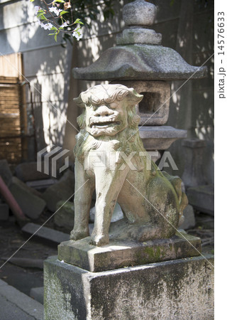 安井神社の狛犬 安井神社の狛犬 14576633