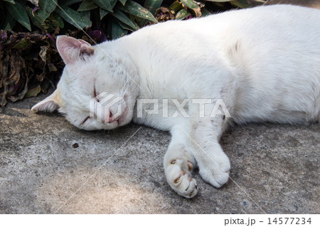 stray cat sleeping on the floor 14577234