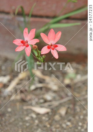 ヒメヒオウギアヤメ 14577235