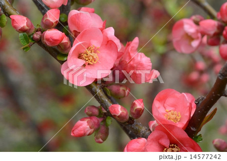ボケの花 ボケの花 14577242